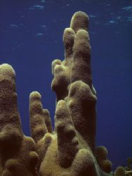 " PILLAR OF REEF LIFE " This photo was taken off Roatan w... by Steven Anderson 